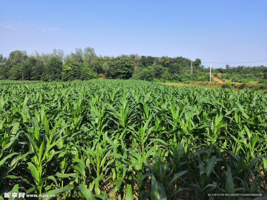 农村玉米地