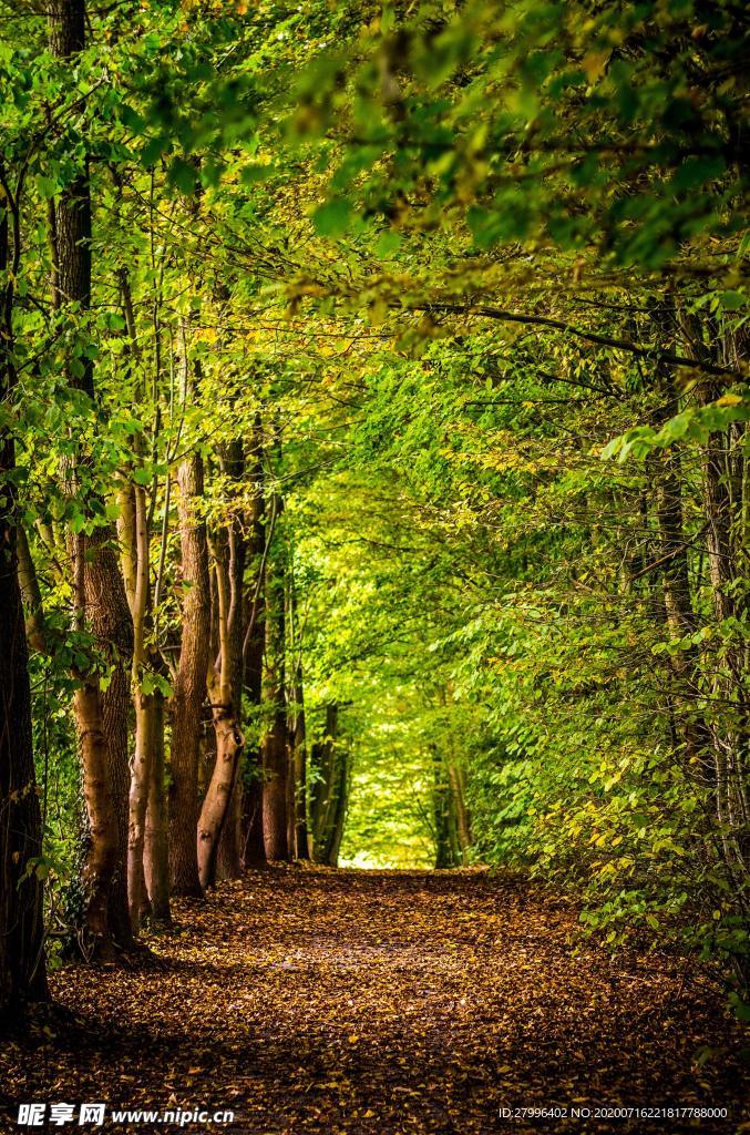 山水  森林一角 唯美  图片