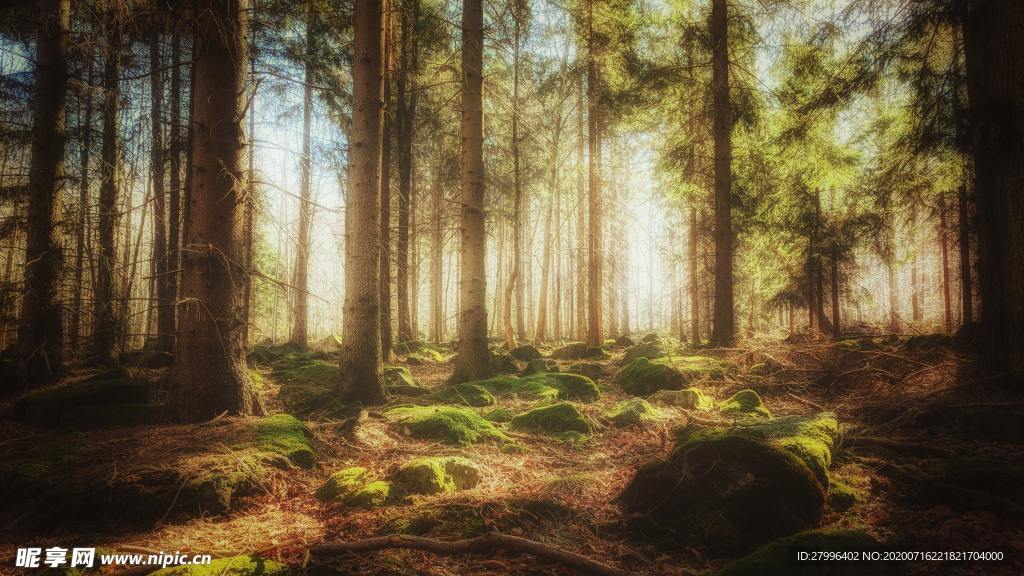 山水  森林一角 唯美  图片