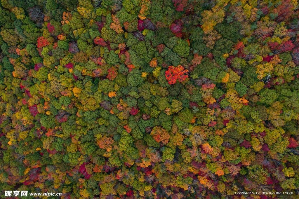 山水  森林一角 唯美  图片