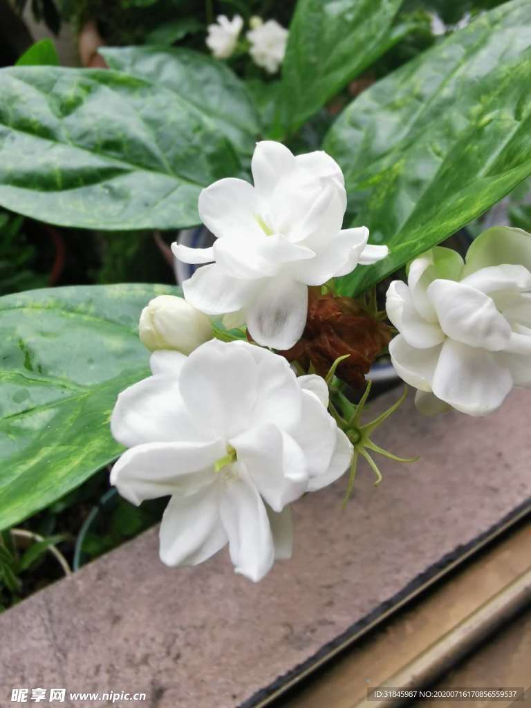 茉莉花
