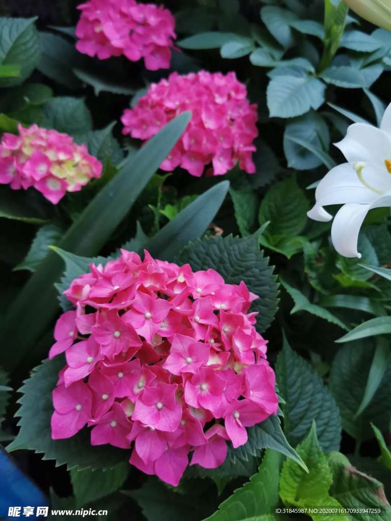 绣球花