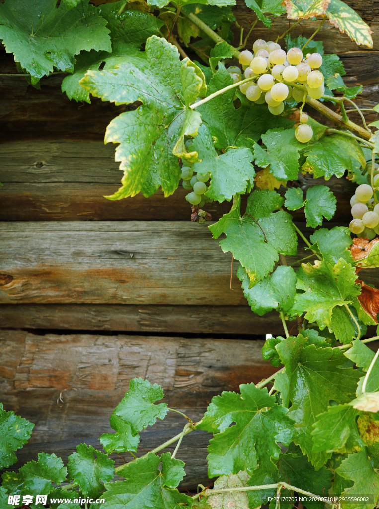 绿色葡萄藤高清素材