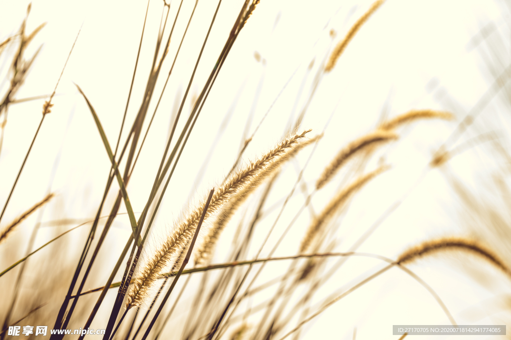 4k唯美野草桌面壁纸