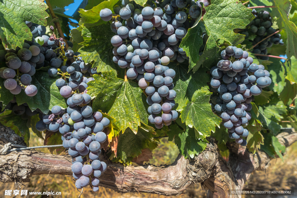 8k高清紫葡萄摄影素材