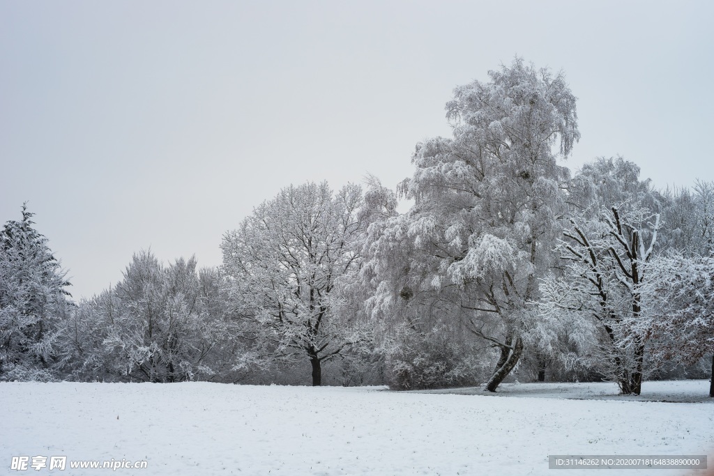 雪地树林