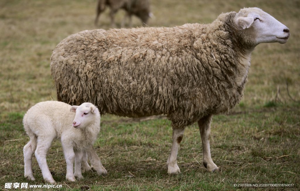 绵羊