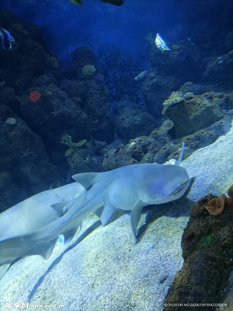 海洋公园里的白鲨