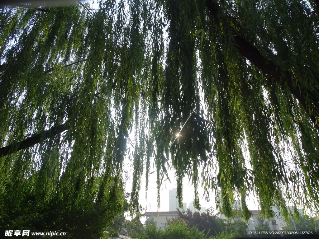 阳光下的垂柳