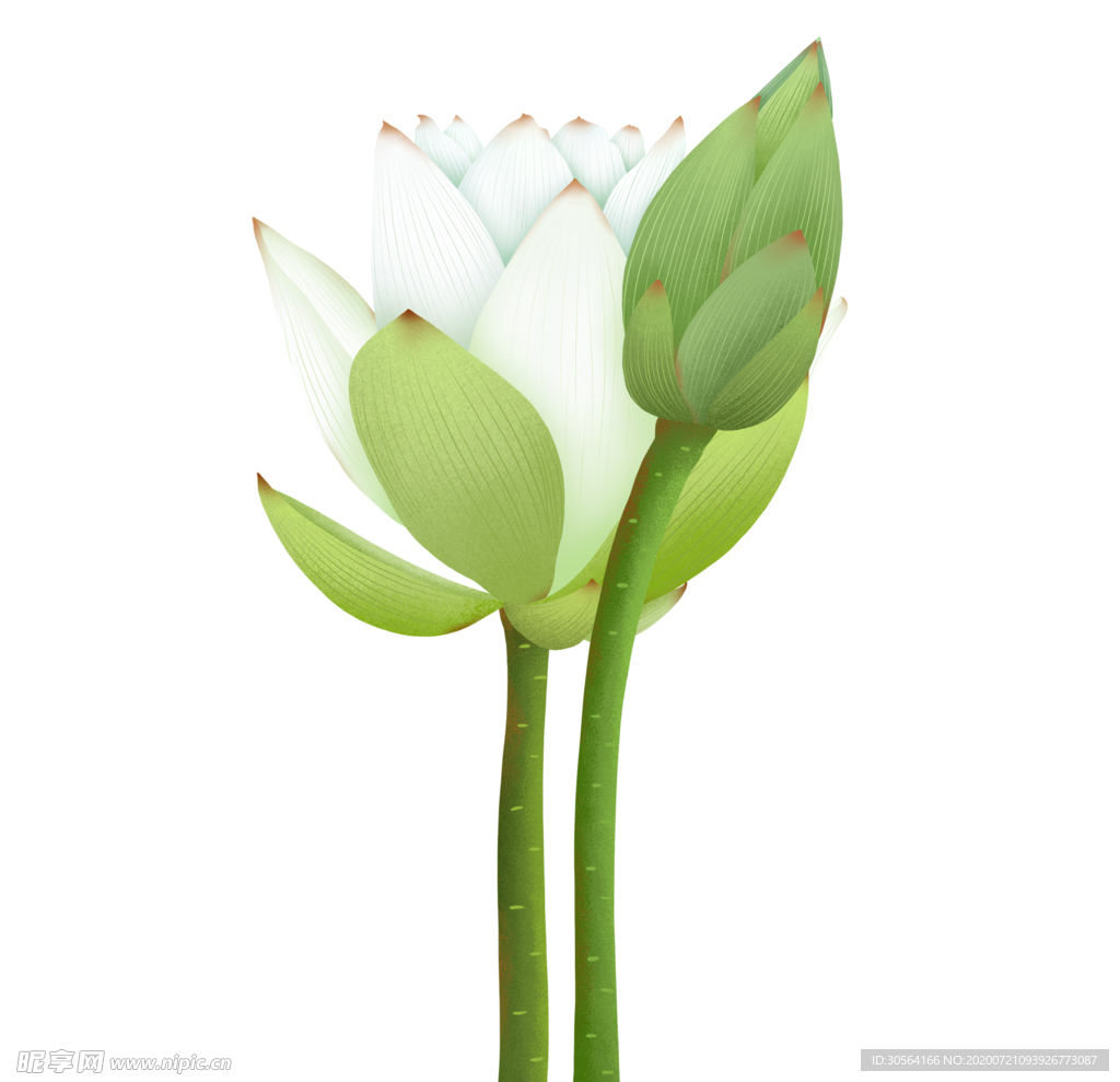 花朵绿叶插画清新海报素材