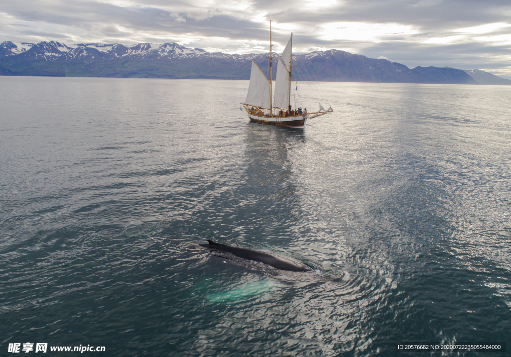 帆船-在海上漂浮-近座头鲸