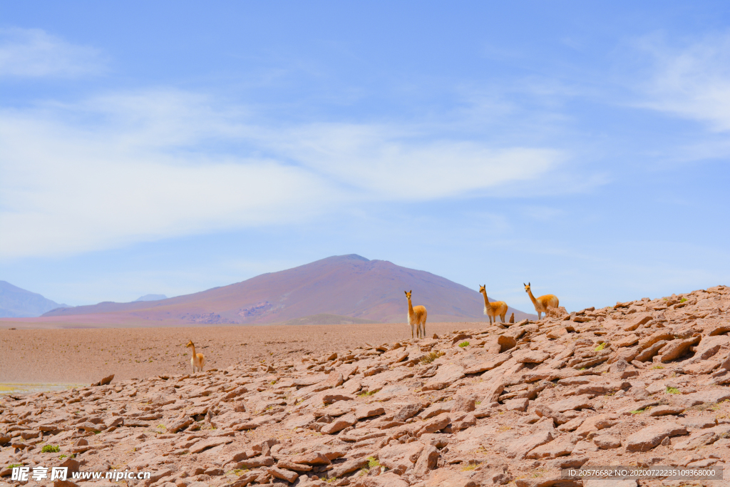 岩石边上的小羊驼