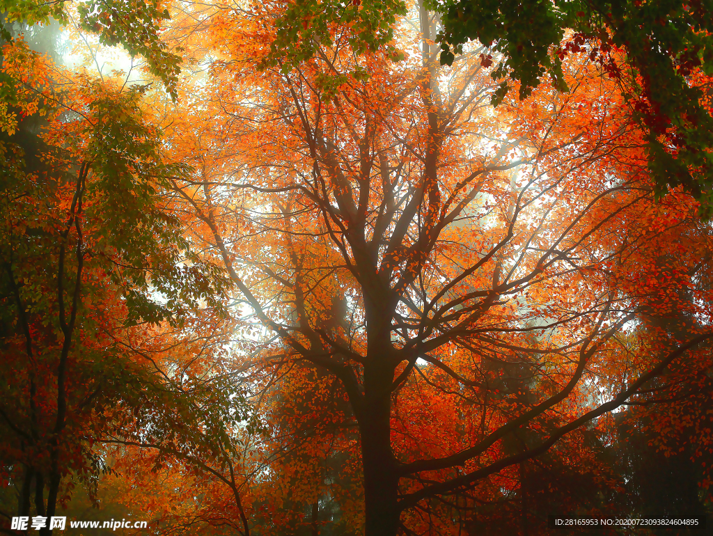 秋景树木树林风光