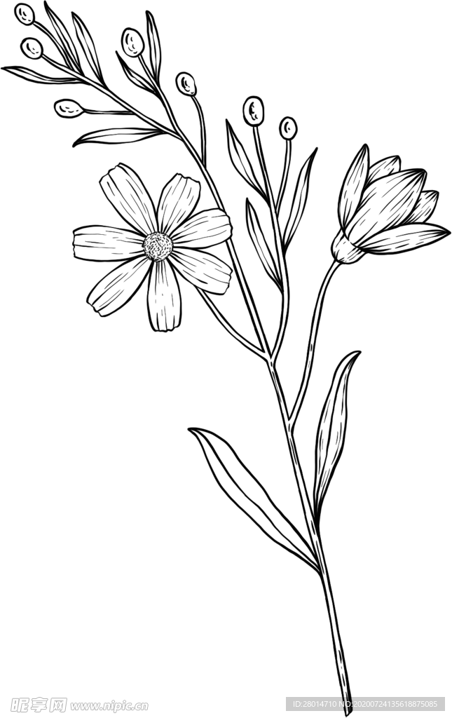 花朵素描