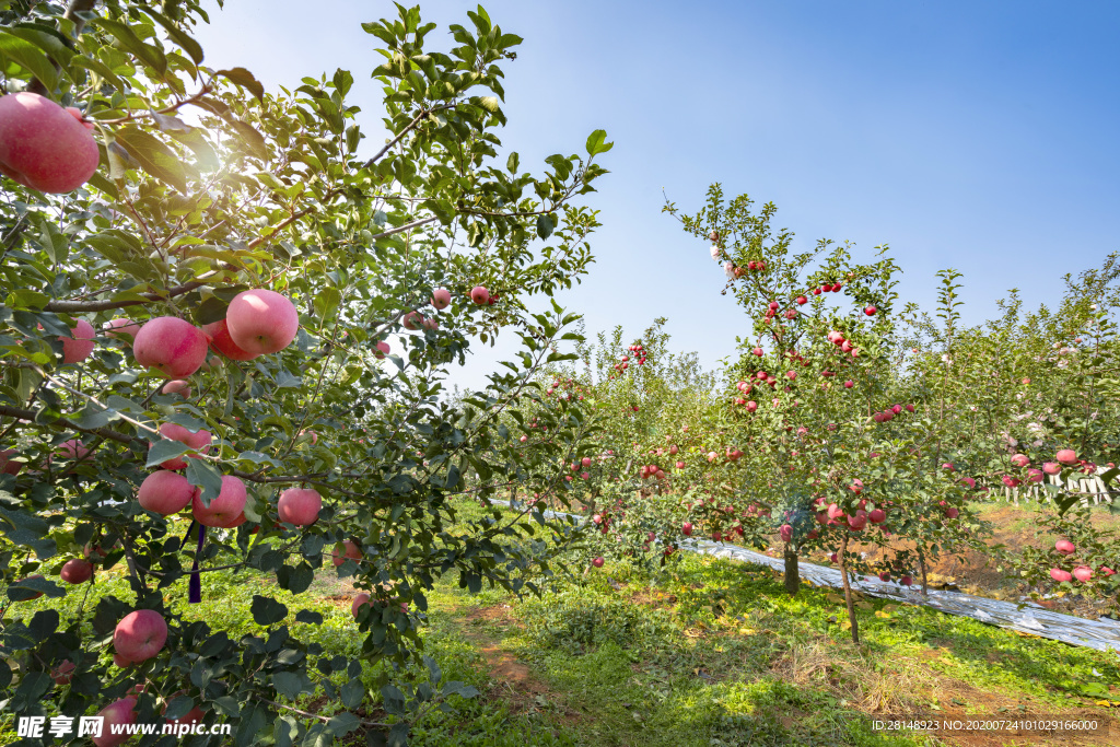 苹果园