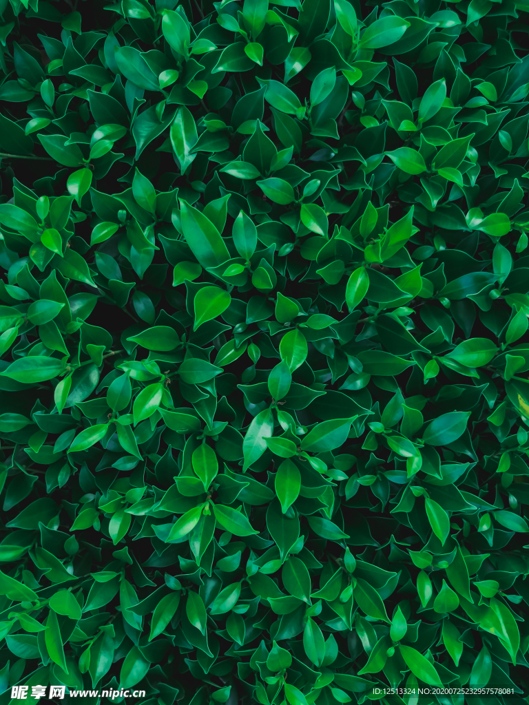 树叶背景