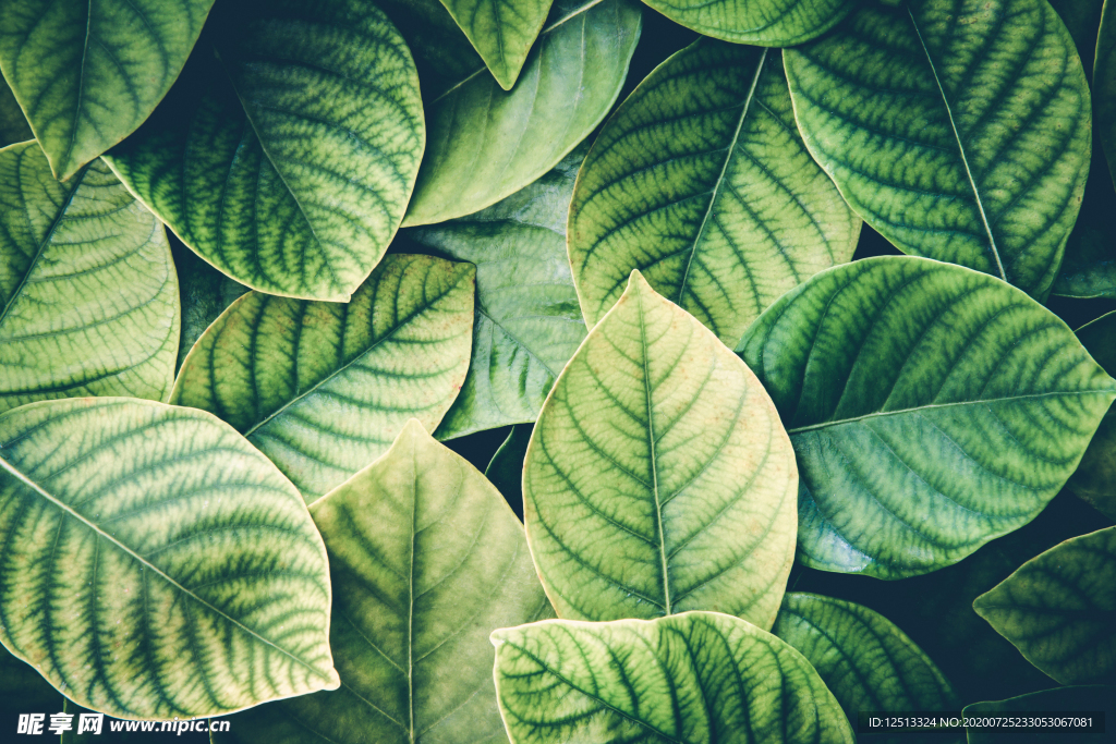树叶背景