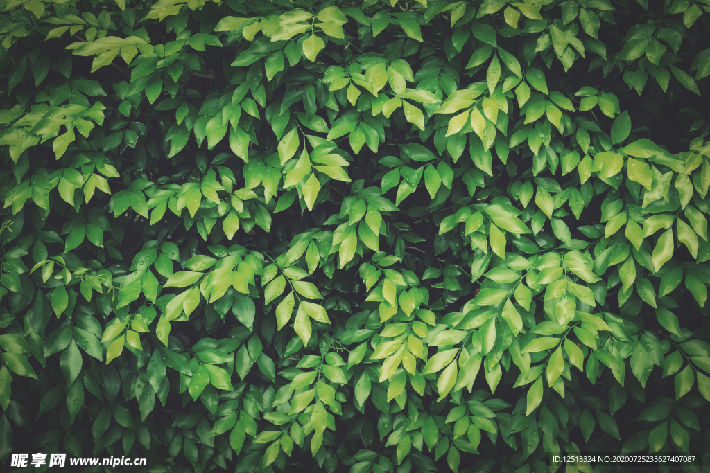 树叶背景