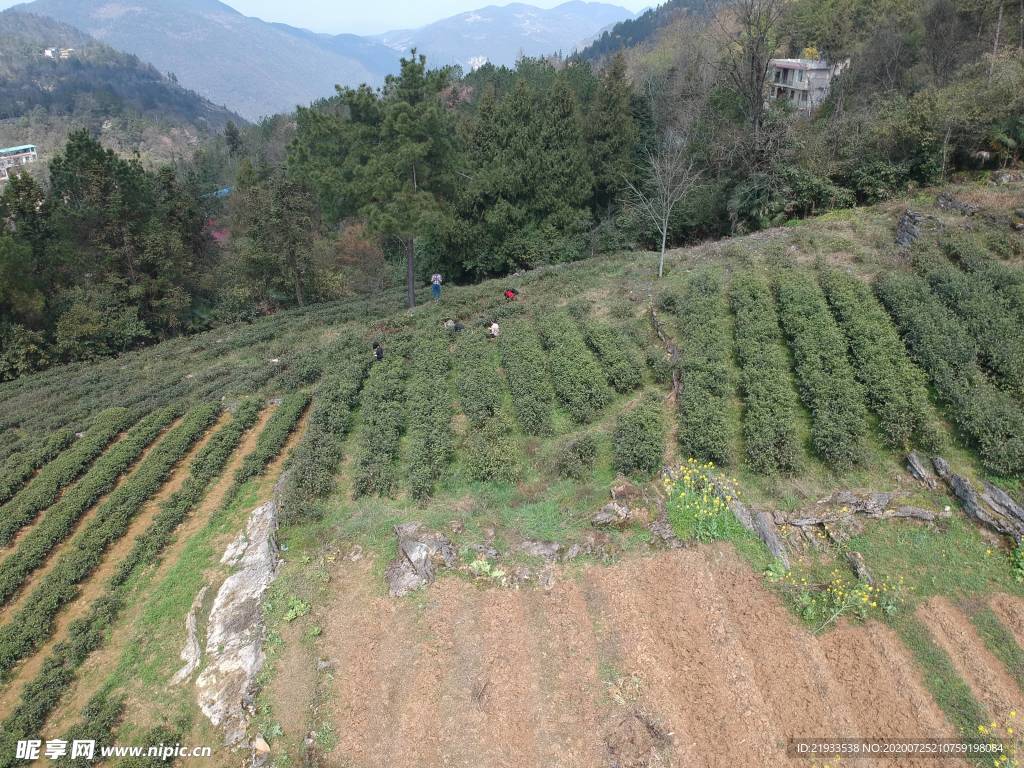 航拍鸟瞰茶田鸟瞰茶园茶