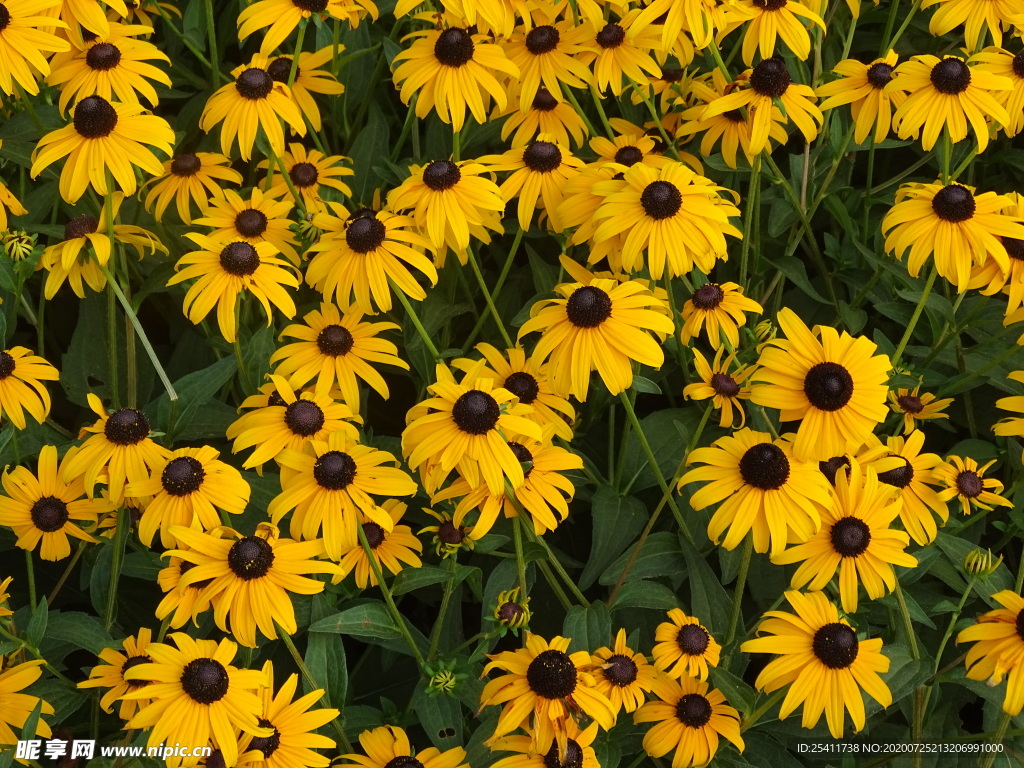 鲜艳黄色花高清图