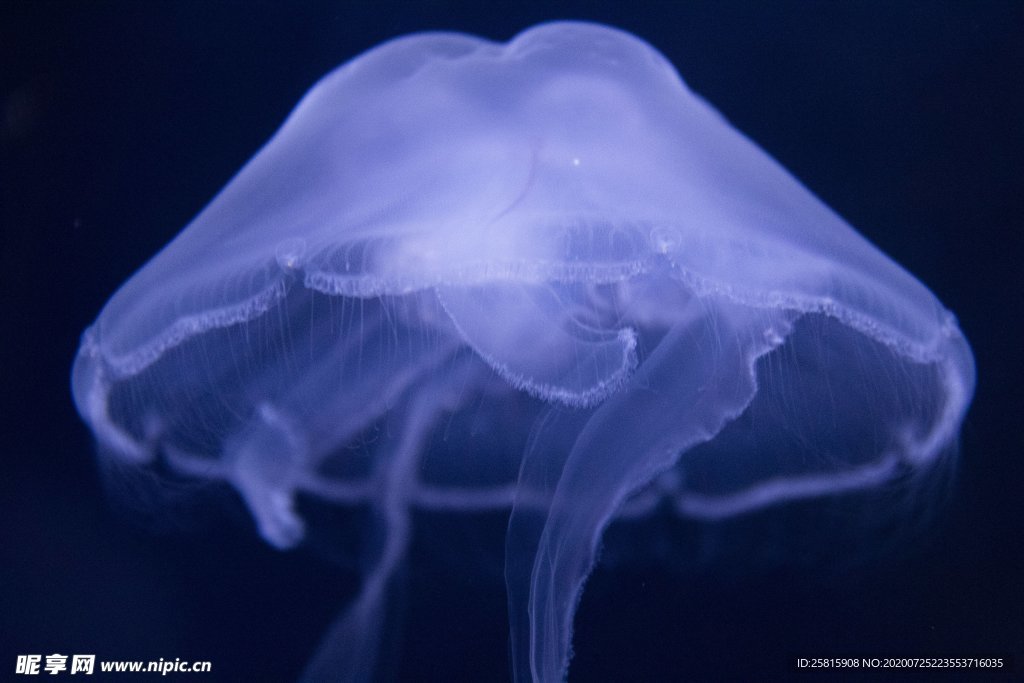 水母