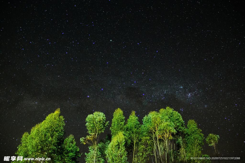 森林 星空
