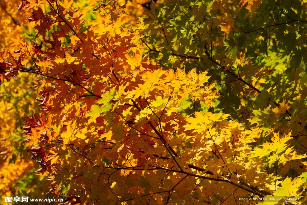 红色漂亮的枫叶素材