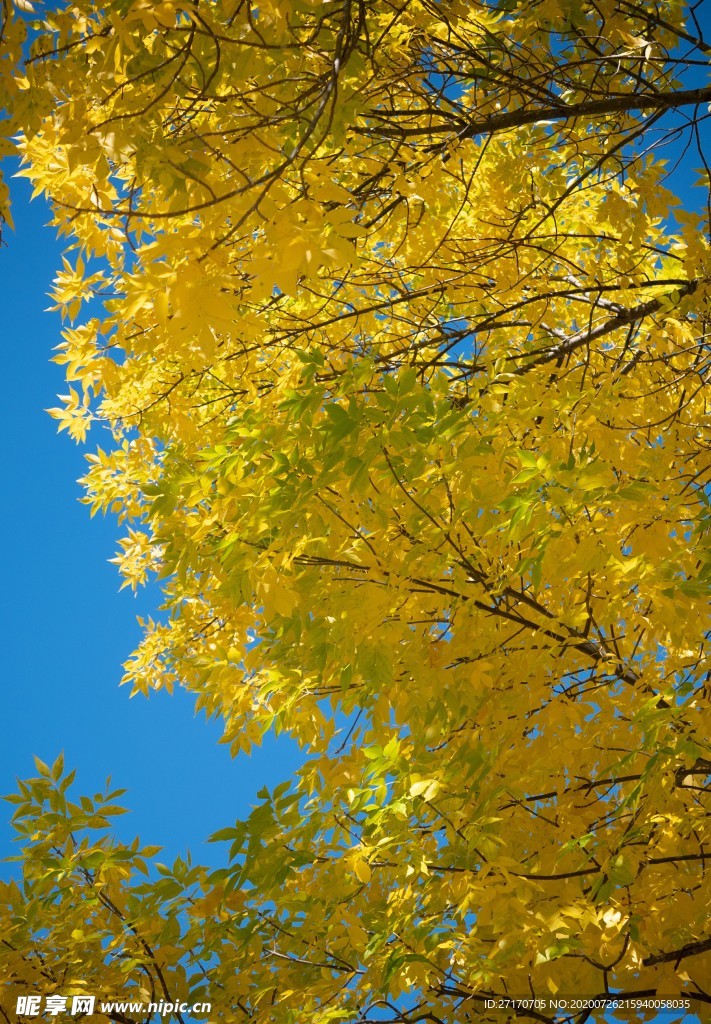 稠密的树叶素材