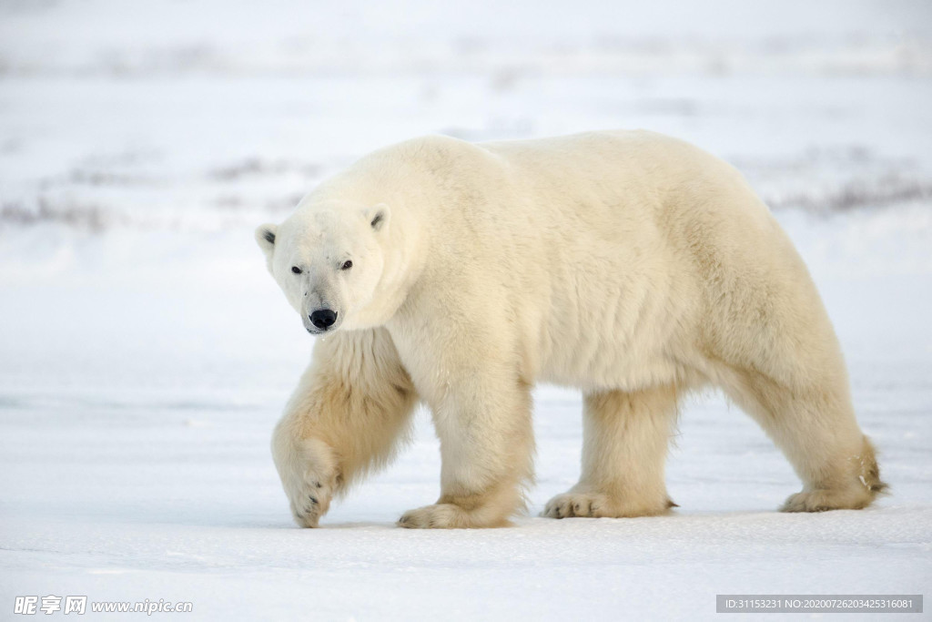 北极熊
