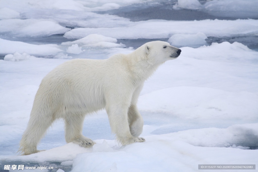 北极熊