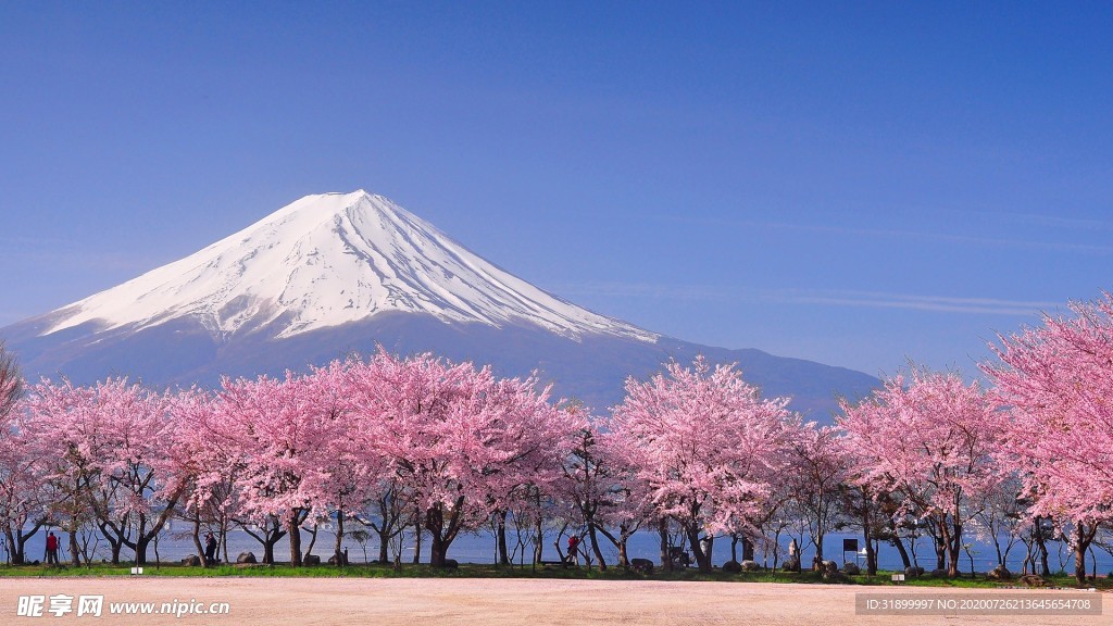 富士山樱花摄影图片