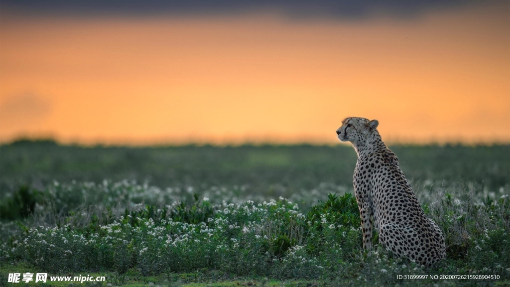 猎豹可爱花海黄昏图片
