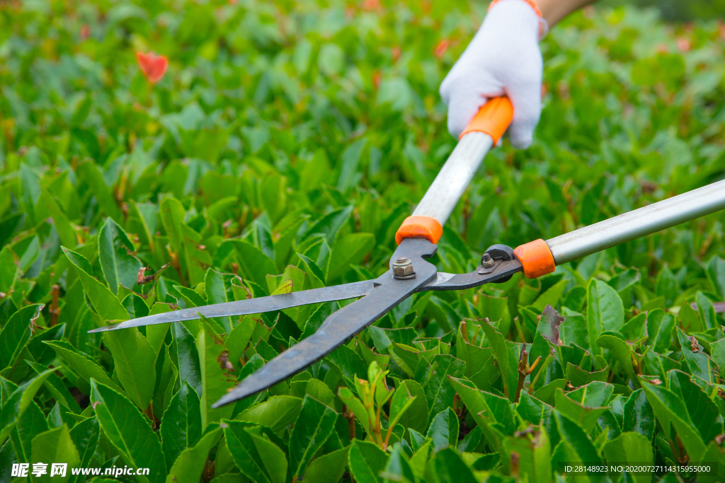 修剪植物