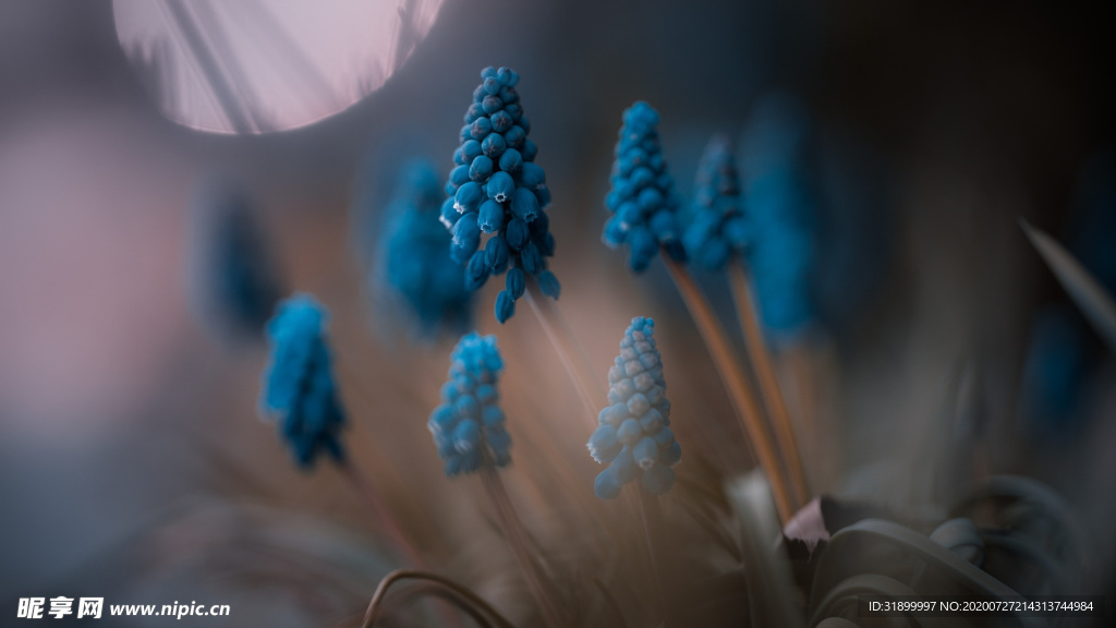 稀有植物摄影图片