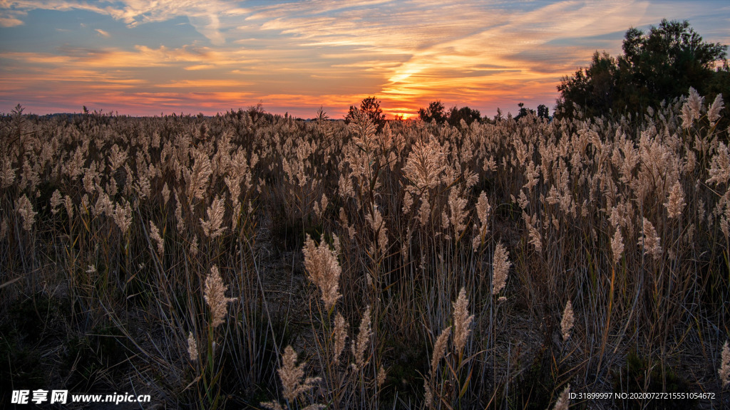 芦苇晚霞摄影壁纸图片
