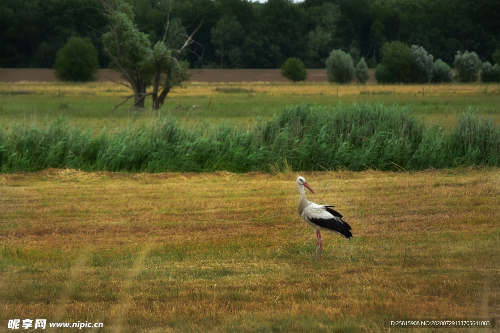 灰白鹳 情侣白鹳 牡丹白鹳 鸟