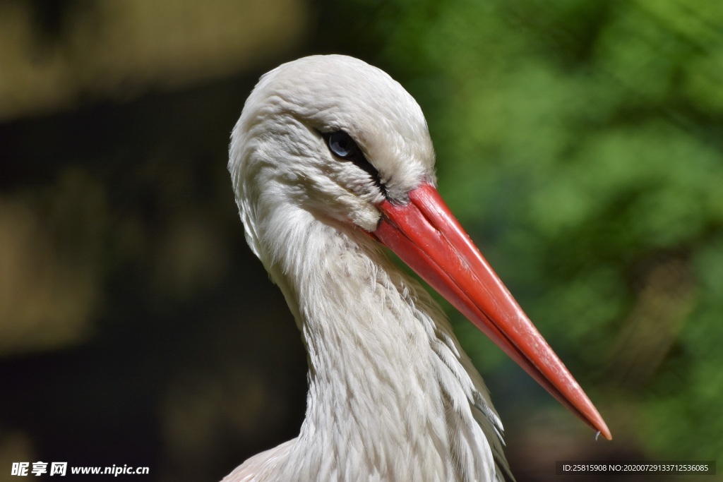 灰白鹳 情侣白鹳 牡丹白鹳 鸟
