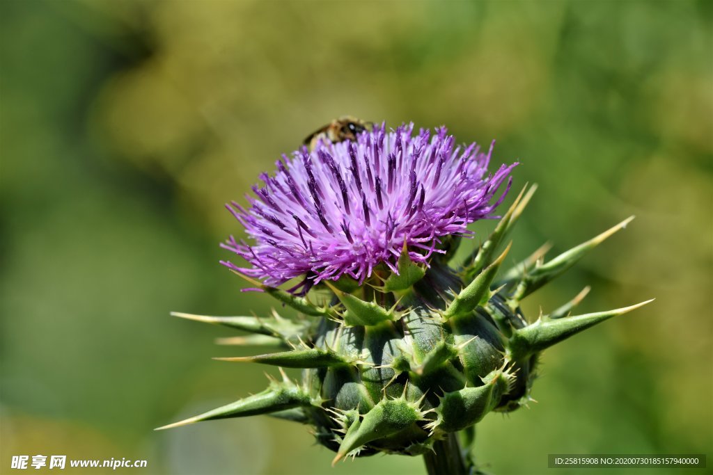 霍香蓟 小清新 花儿鲜花 花