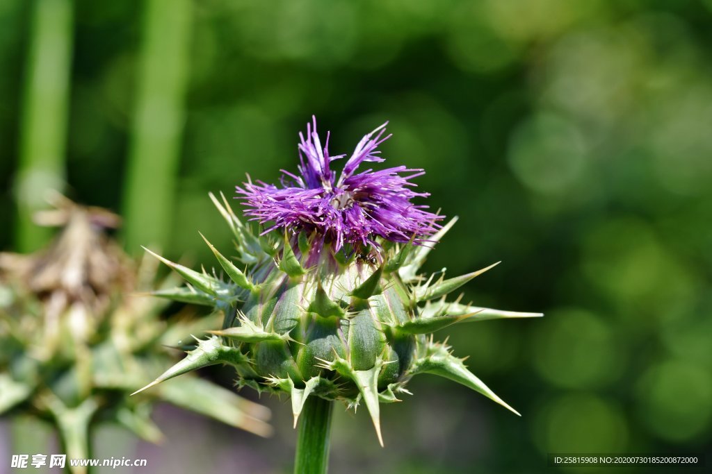 霍香蓟 小清新 花儿鲜花 花