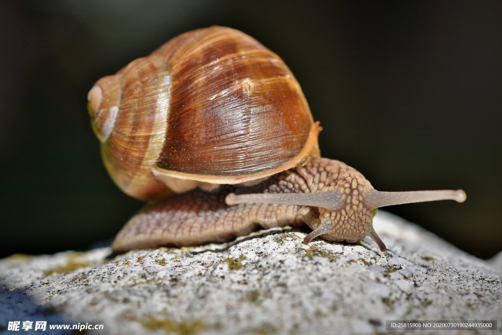 蜗牛