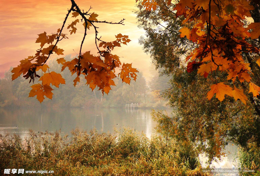 超好看枫叶背景