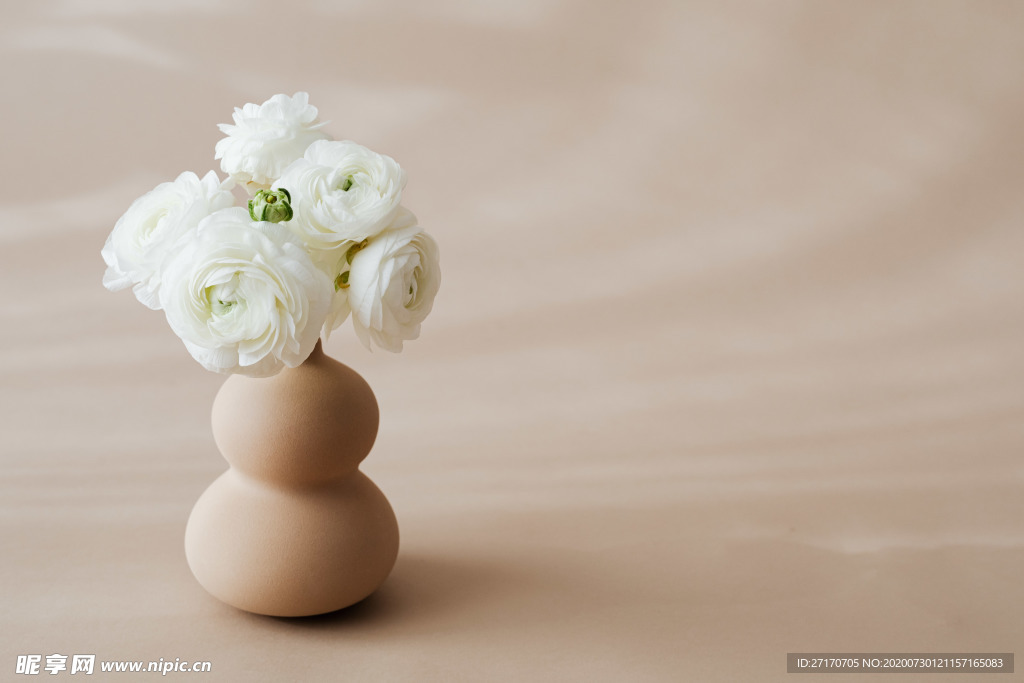 漂亮的白牡丹花朵