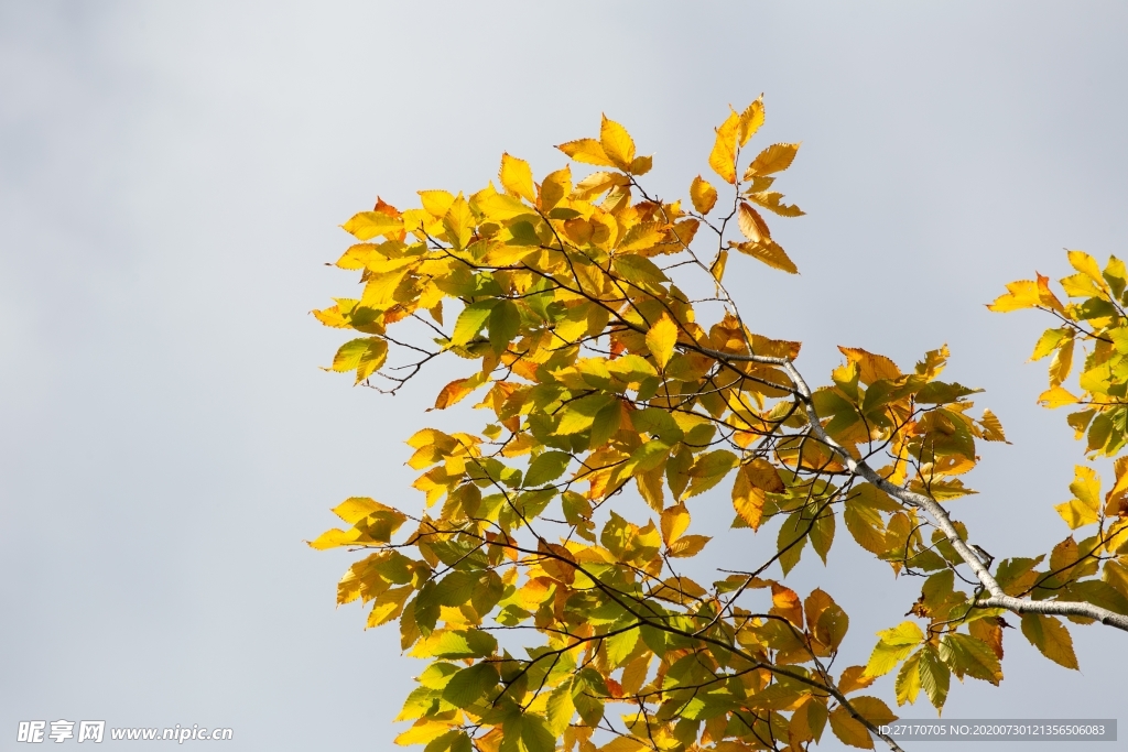 茂密枝叶背景素材