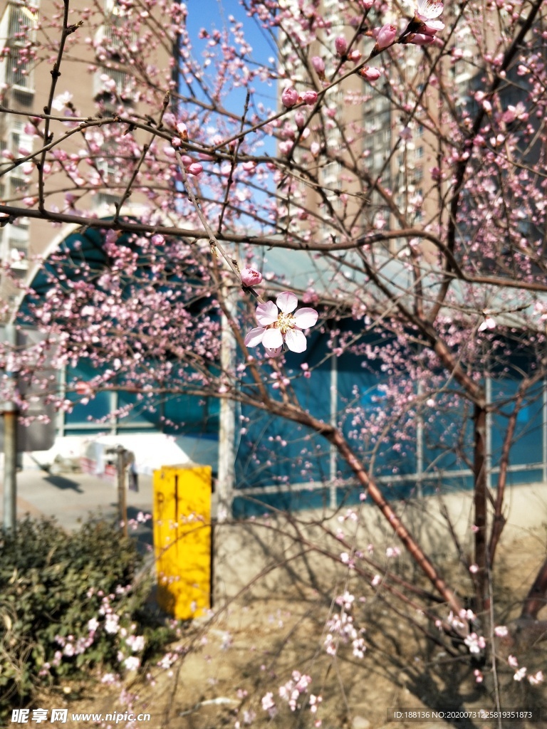 桃花