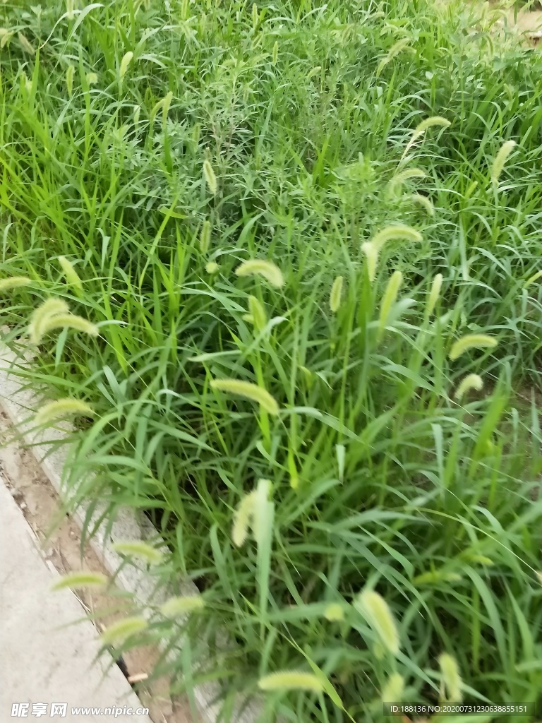 狗尾巴草图片