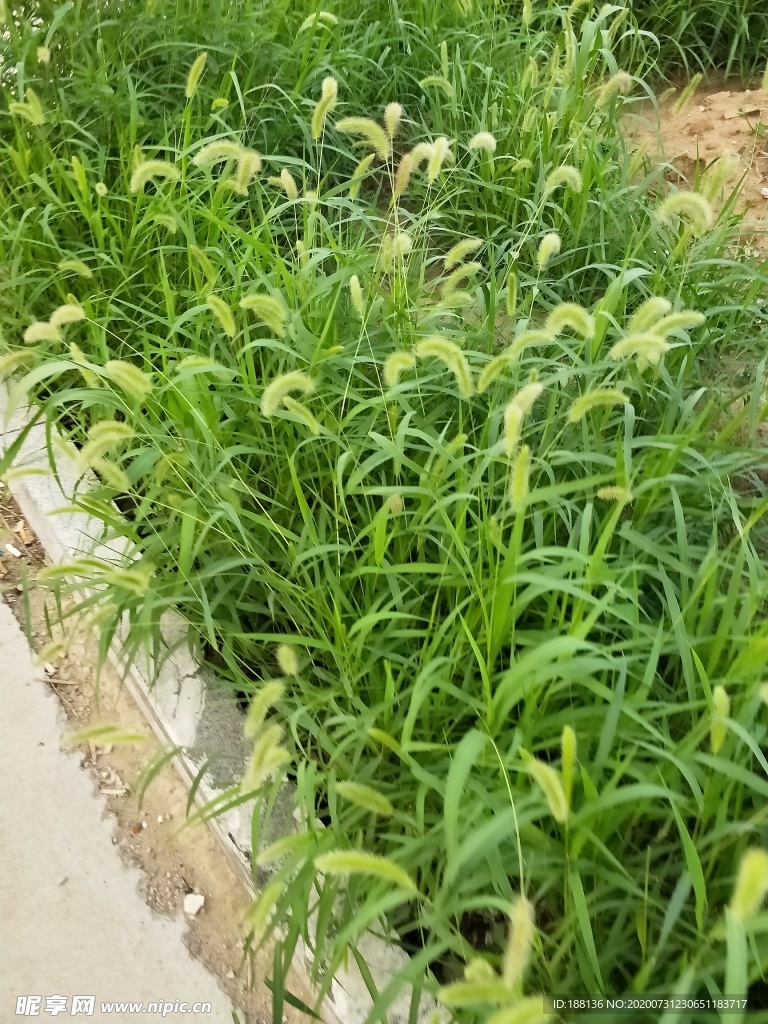 狗尾巴草图片