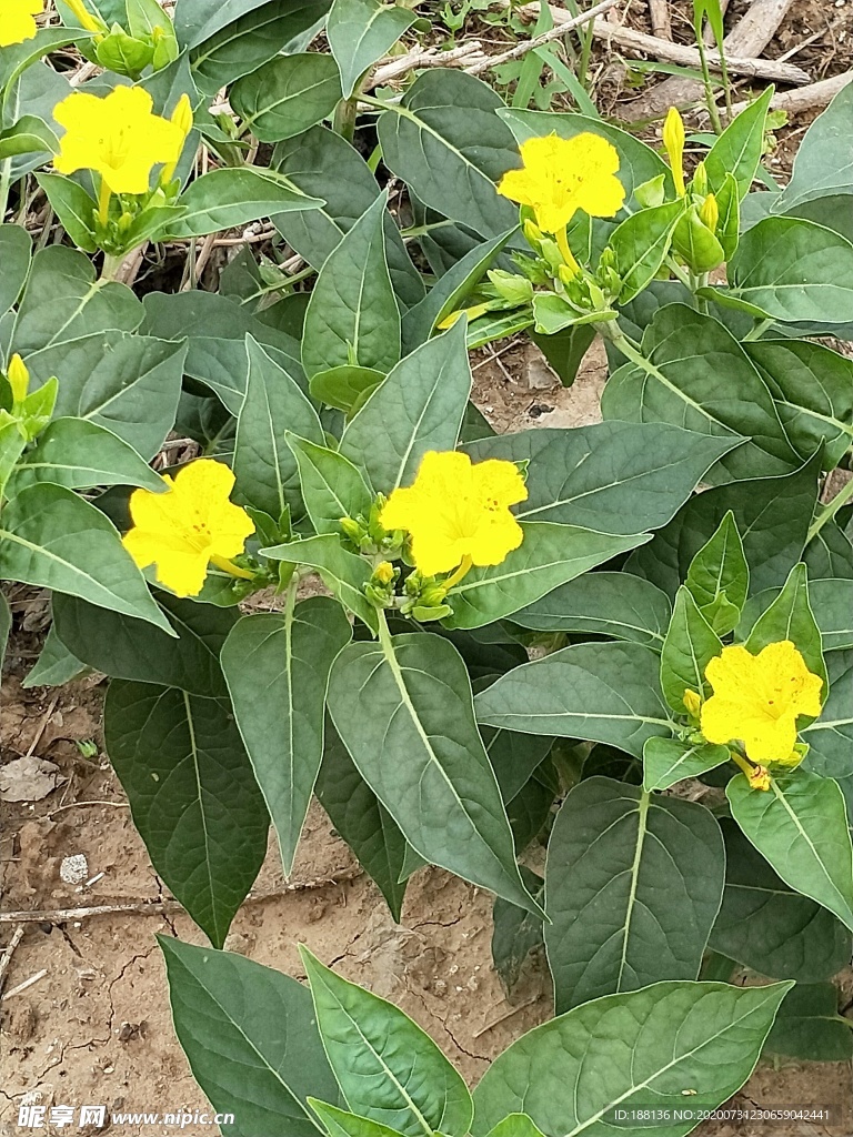 茉莉喇叭花野花