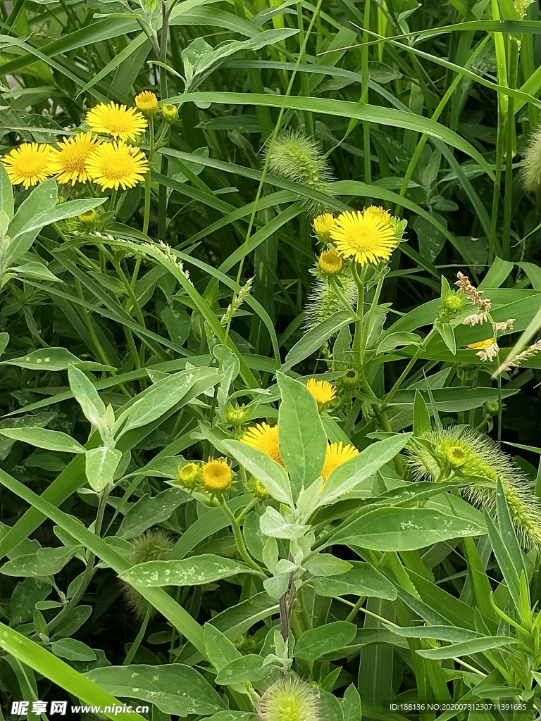 茉莉喇叭花野花