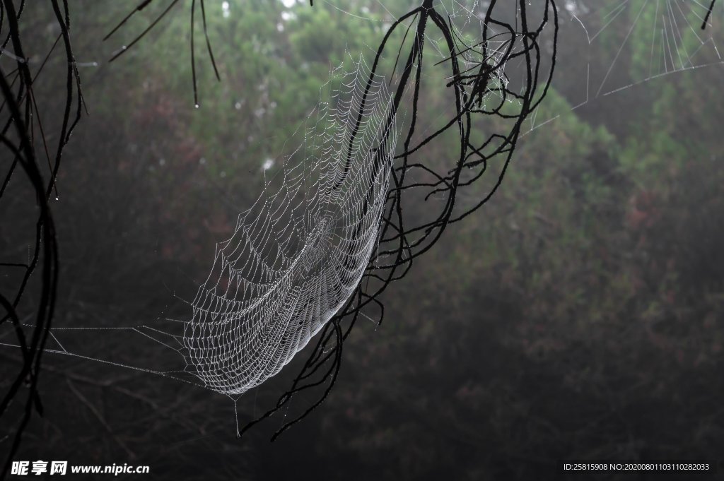 蜘蛛网