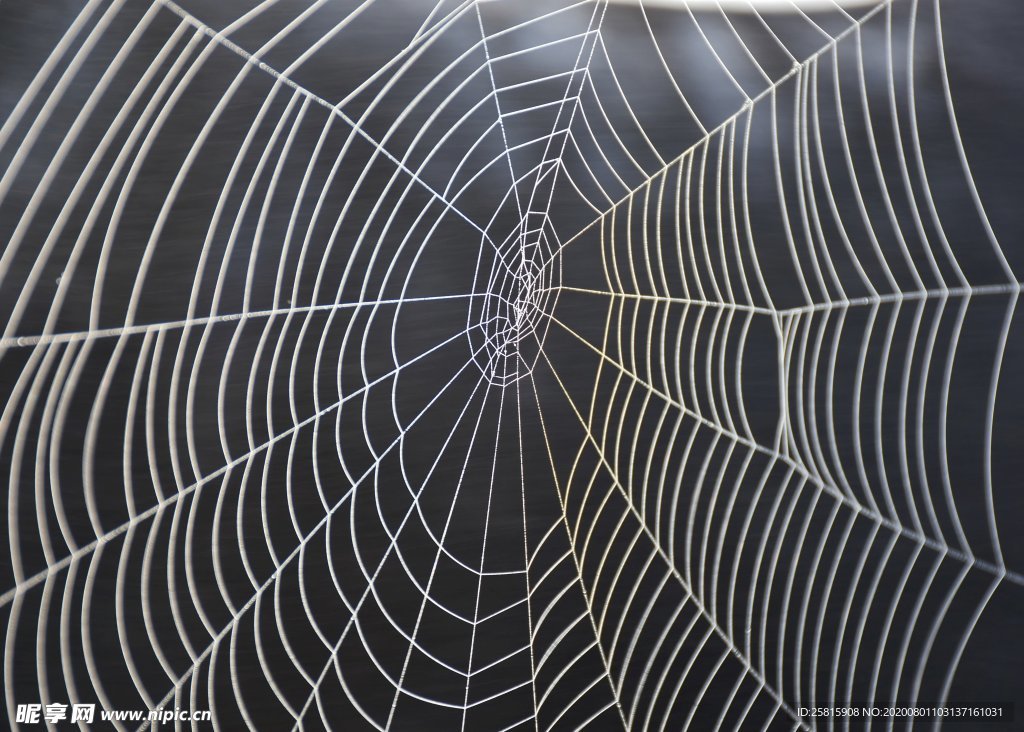 蜘蛛网